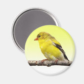 Aimant Goldfinch (Recto/Verso)