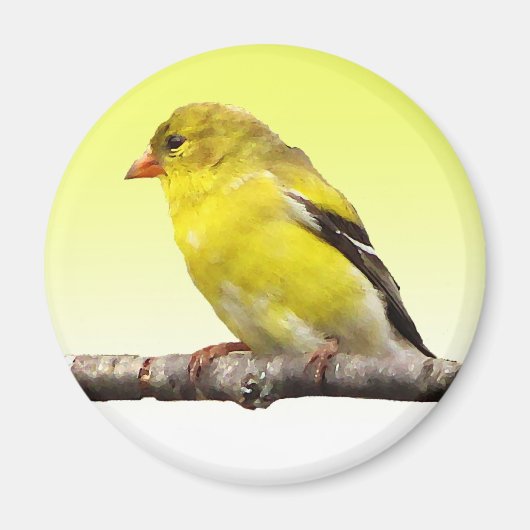 Aimant Goldfinch (Devant)