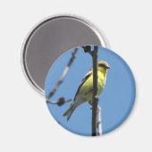 Aimant Goldfinch dans un arbre (Recto/Verso)