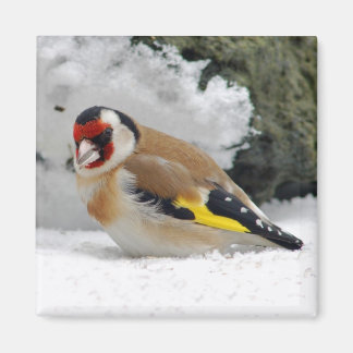 Aimant Goldfinch européen dans l'aimant à neige