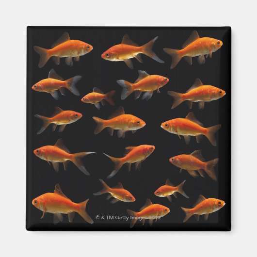Aimant Goldfish 2 (Devant)