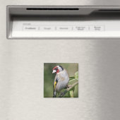 Aimant Goldie (In Situ (Lave-vaisselle))