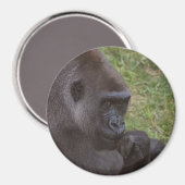 Aimant Gorilla (Recto/Verso)