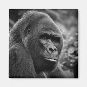 Aimant Gorilla Gros Portrait Noir Et Blanc (Devant)