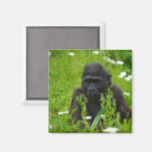 Aimant Gorille Bébé Se Cachant Dans L'Herbe (Recto/Verso)