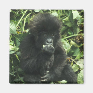 Aimant Gorille des montagnes, (Gorilla gorilla beringei),