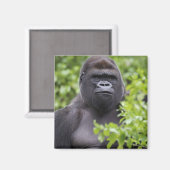 Aimant Gorille des plaines à dos argenté, Gorilla gorilla (Recto/Verso)