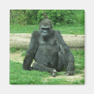 Aimant Gorille grincheux de plaine