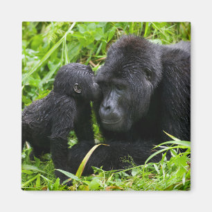 Aimant Gorin bébé des montagnes embrasse un gorille dos a