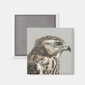 Aimant Goshawk immature (Recto/Verso)