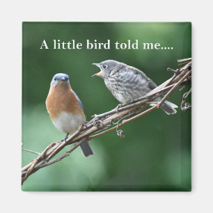 Aimant Gossiping Oiseaux