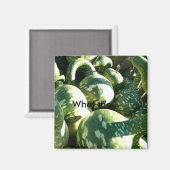 Aimant Gourds amusants/ Quel est le...Citer l'aimant (Recto/Verso)