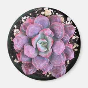 Aimant Gouttes de pluie pourpres d'Echeveria succulentes
