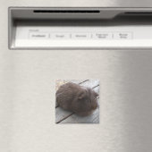 aimant GP (In Situ (Lave-vaisselle))