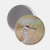 Aimant Graine de Sandhill (Recto/Verso)