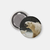 Aimant Graine d'ours polaire (Recto/Verso)