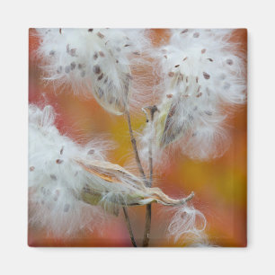 Aimant Graines d'asclépiade en automne, Canada