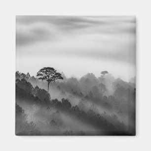 Aimant Grand arbre dans la forêt de pin dans la brume