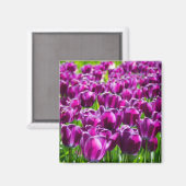 Aimant Grand champ de tulipes pourpres (Recto/Verso)