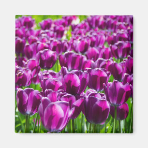 Aimant Grand champ de tulipes pourpres