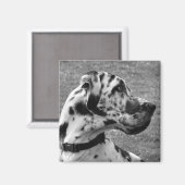 AIMANT GRAND DANE (Recto/Verso)