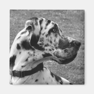 AIMANT GRAND DANE