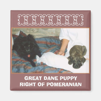 AIMANT GRAND DANE PUPPY