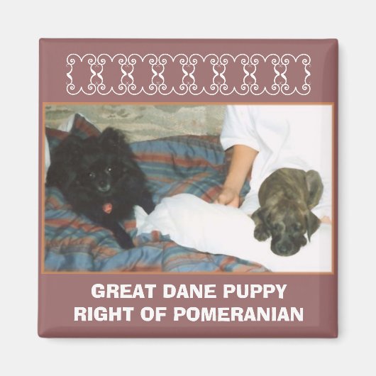 AIMANT GRAND DANE PUPPY (Devant)