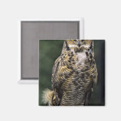 Aimant Grand-duc d'Amérique (Bubo virginianus), corps ent (Recto/Verso)
