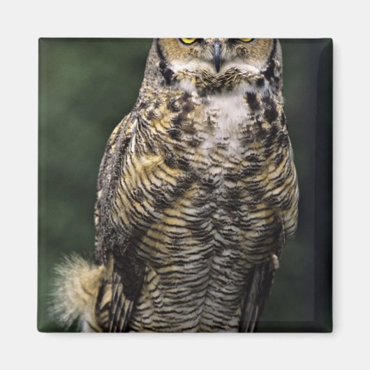 Aimant Grand-duc d'Amérique (Bubo virginianus), corps ent (Devant)