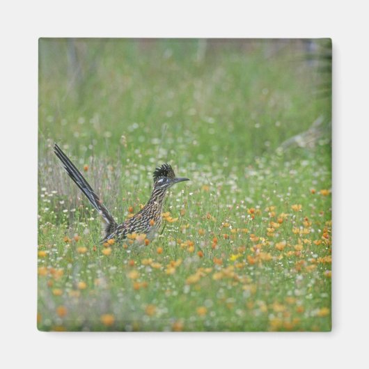 Aimant Grand Géocoucou, Geococcyx (Devant)