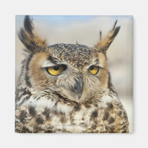 Aimant Grand hibou à cornes (virginianus de Bubo), capti