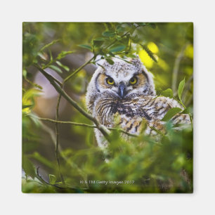 Aimant Grand jeune hibou à cornes