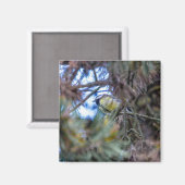 Aimant Grand mésange (Parus major) (Recto/Verso)