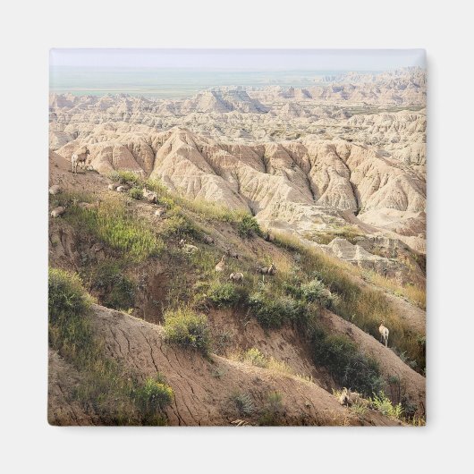 Aimant Grand mouton de la Corne au parc national Badlands (Devant)