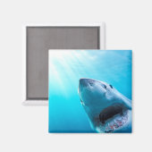 Aimant Grand requin blanc | Afrique du Sud (Recto/Verso)