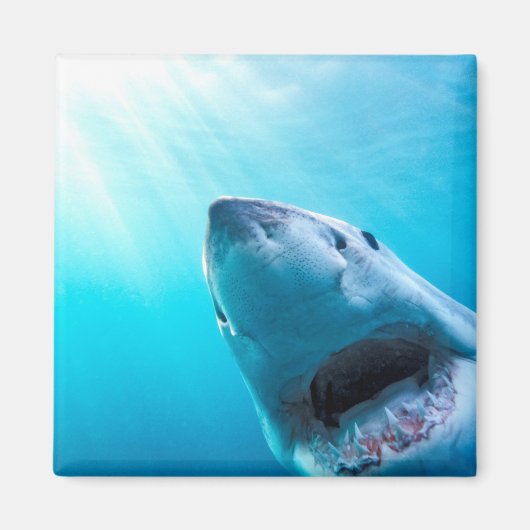 Aimant Grand requin blanc | Afrique du Sud (Devant)