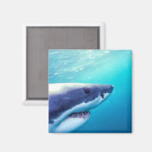 Aimant Grand requin blanc | Afrique du Sud (Recto/Verso)