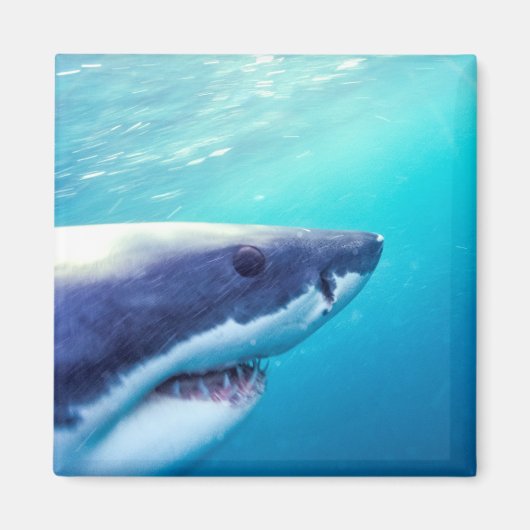 Aimant Grand requin blanc | Afrique du Sud (Devant)