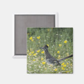 Aimant Grand Roadrunner, Geococcyx californianus, (Recto/Verso)