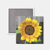 Aimant Grand tournesol design - rond ou carré (Recto/Verso)