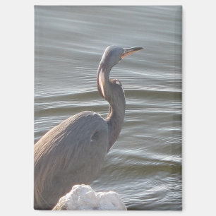 Aimant Grande Aigrette au bord de l'eau