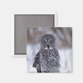 Aimant Grande Chouette gris près de Pine City MN, (Recto/Verso)