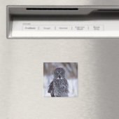 Aimant Grande Chouette gris près de Pine City MN, (In Situ (Lave-vaisselle))