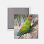 Aimant Grande macaw verte sur un arbre (Recto/Verso)