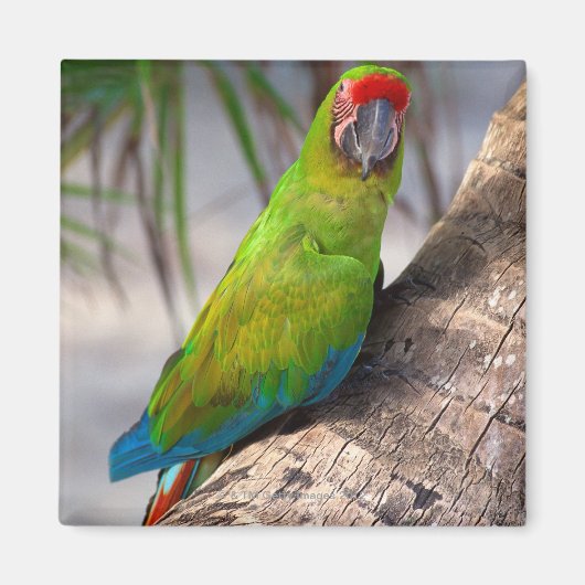 Aimant Grande macaw verte sur un arbre (Devant)