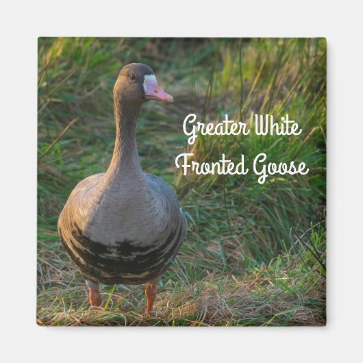 Aimant Grande Oie à front blanc (Devant)