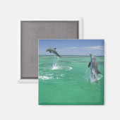 Aimant Grands dauphins Tursiops truncatus (Recto/Verso)