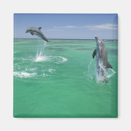 Aimant Grands dauphins Tursiops truncatus (Devant)