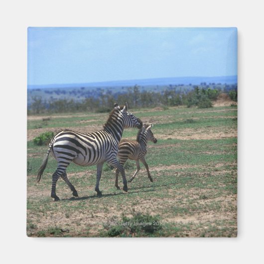 Aimant Grant Zebra (Devant)